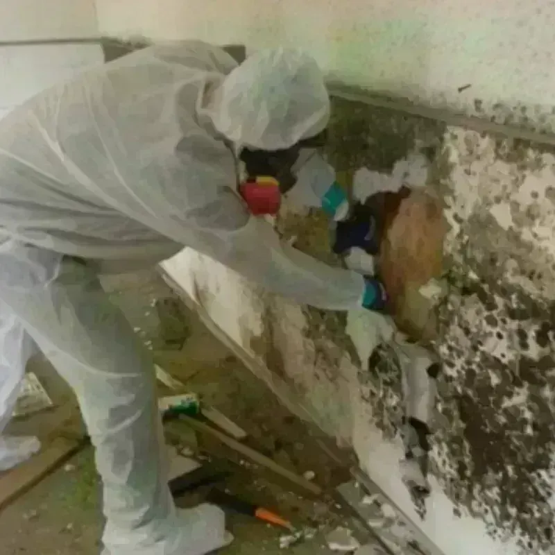 Mold Remediation and Removal in Taft, CA